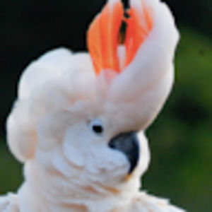 Meet your Posher, Anne